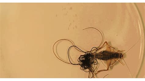 cricket worm parahumans|Absurd Creature of the Week: The Parasitic Worm That Turns  .